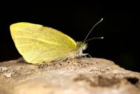 La Piride du chou. Une femelle (Lpidoptre - Pieridae - Pieris brassicae)